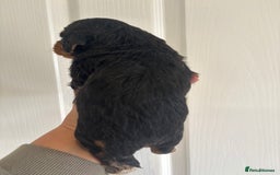 Mixed Breed dogs for sale: Beagle x poodle puppies  - Image 11