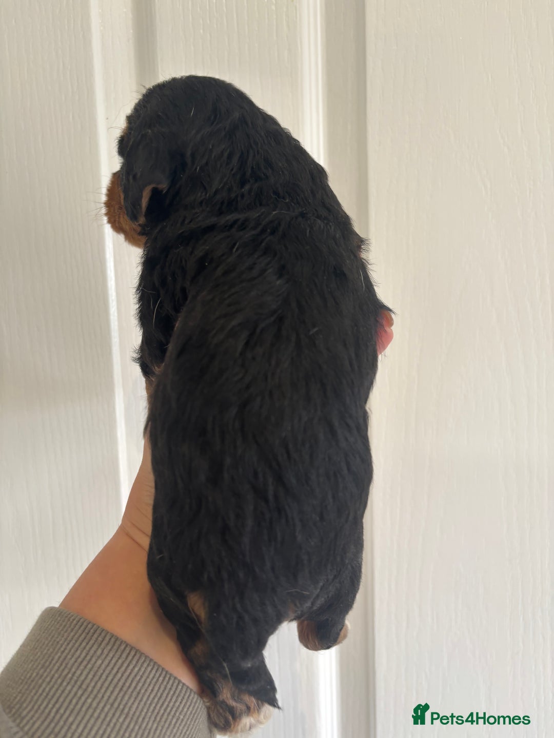 Mixed Breed dogs for sale: Beagle x poodle puppies  - Image 11