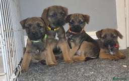 Border Terrier dogs for sale: Border Terrier pups - Image 1
