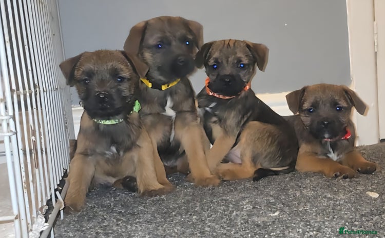 Border Terrier dogs - Advert 1