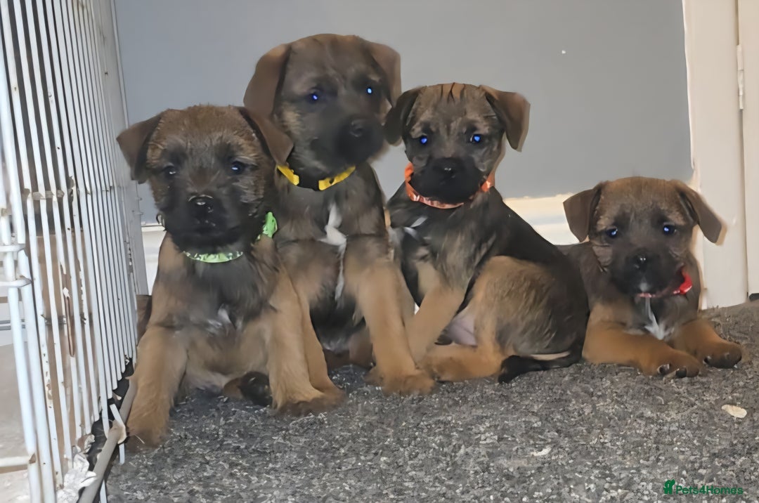 Border Terrier dogs for sale: Border Terrier pups - Image 1