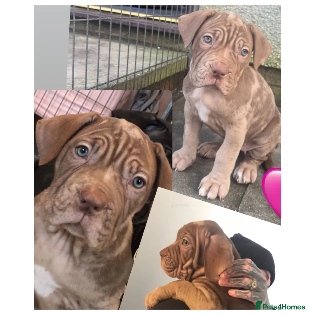Mixed Breed dogs for sale: Presa X Neo puppies R2G! last available female  - Advert 30