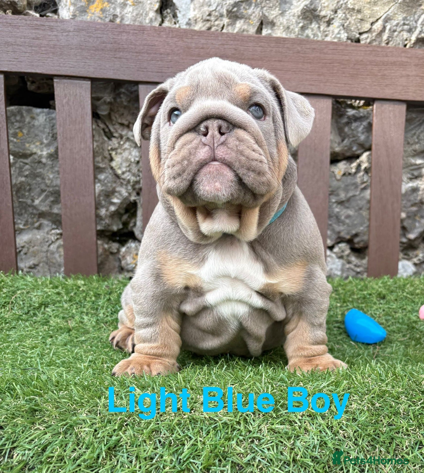 English Bulldog dogs Ready Friday! KC reg English bulldog puppies  - Advert 4
