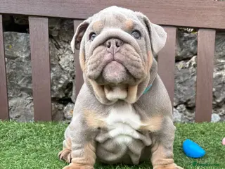 English Bulldog dogs Ready Friday! KC reg English bulldog puppies - Advert 4
