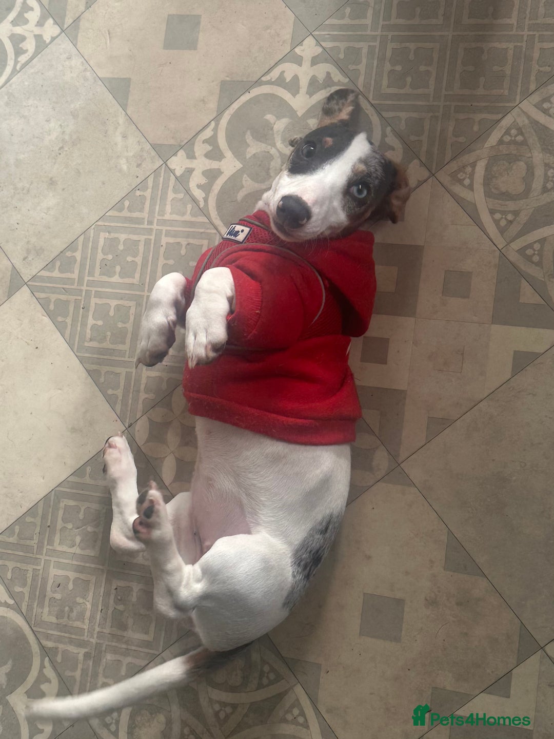 Miniature Dachshund dogs for sale: Miniature dachshund female - Image 1