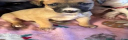 Lurcher dogs for sale: Beautiful Lurchers puppies  - Advert 19