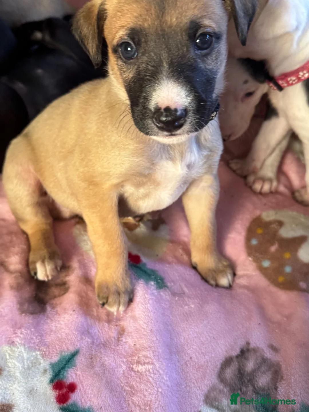 Lurcher dogs for sale: Beautiful Lurchers puppies  - Advert 19