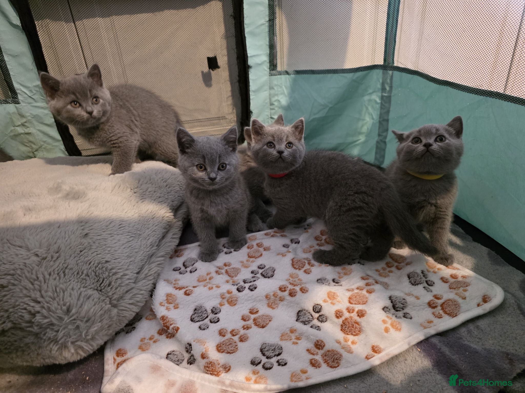 British Shorthair cats British Shorthair Kittens  - Advert 2