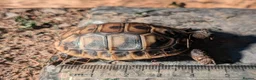 Tortoise reptiles for sale: Hermans Tortoise Hatchlings in Hertford - Advert 4