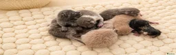 British Shorthair cats for sale: CHAMPION BRITISH SHORTHAIR KITTENS 😸  - Advert 2