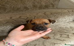 Mixed Breed dogs for sale: Mixed German Shepard ridgeback  - Image 12