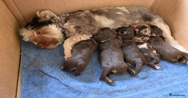 Yorkshire Terrier dogs - Advert 2
