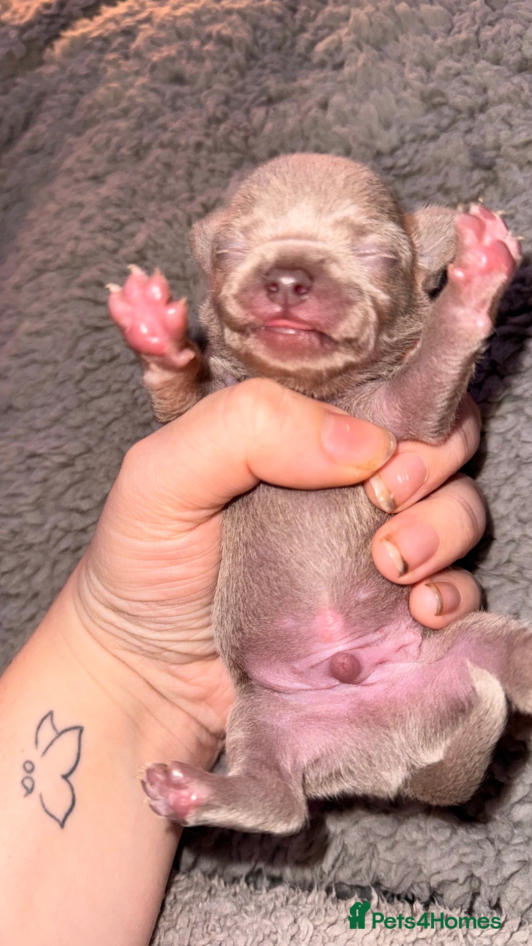 Chihuahua dogs for sale: Stunning Lilac & Blue Chihuahua Puppies - Advert 7