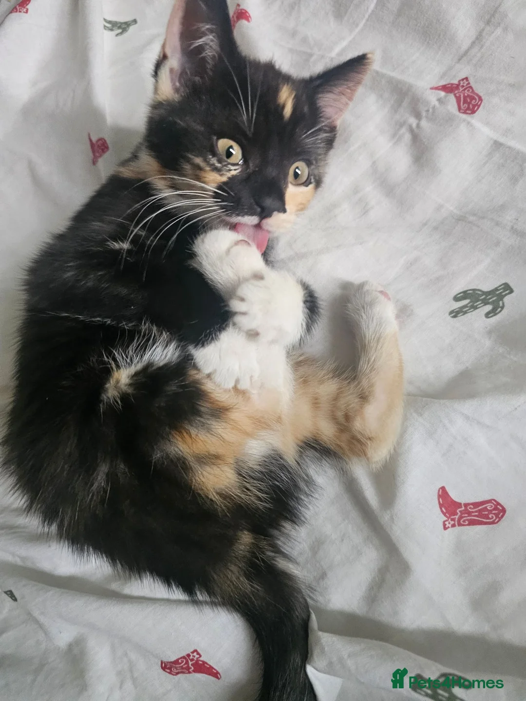 British Shorthair cats for sale: British shirt hair x kitten - Advert 2