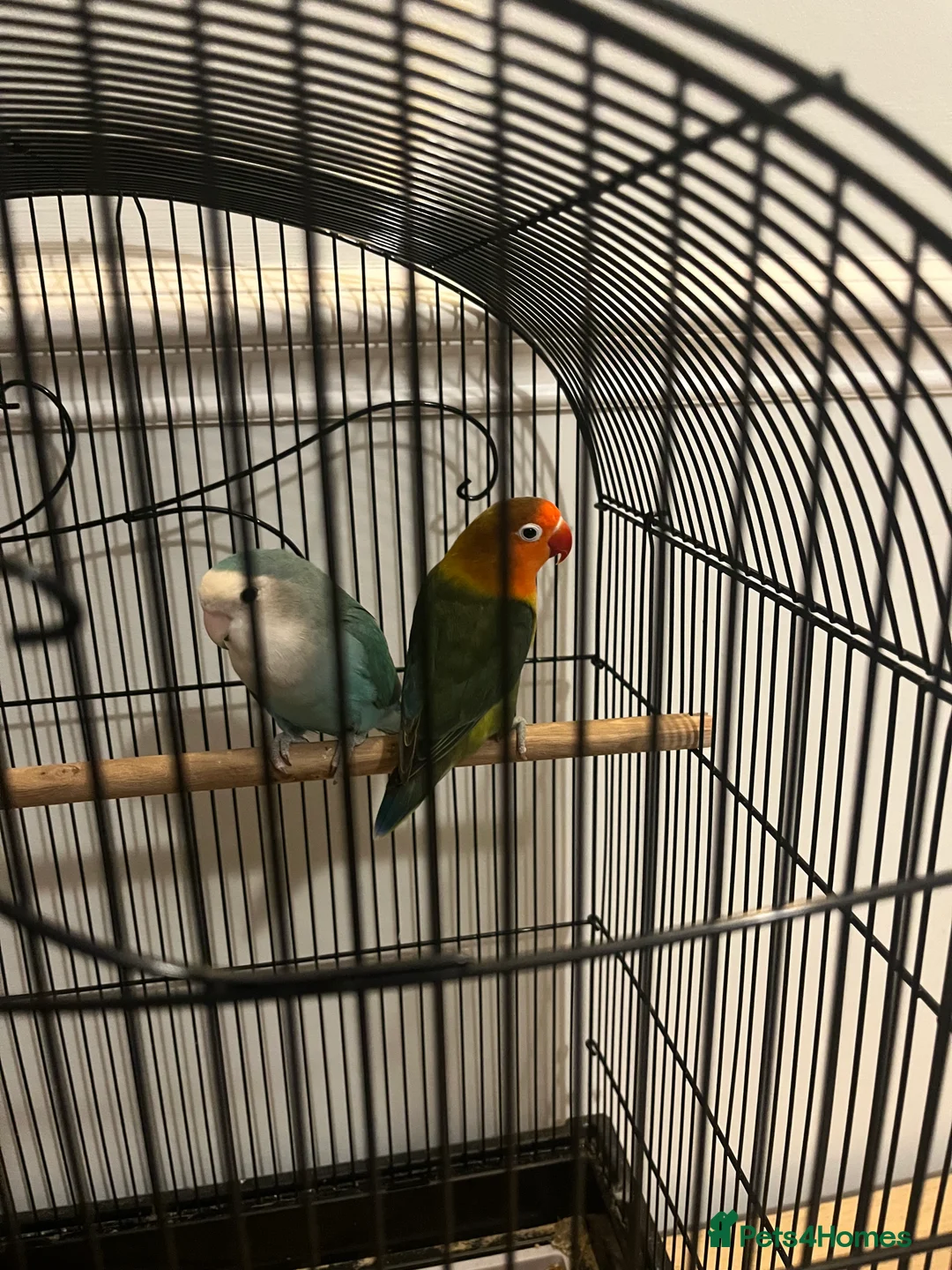 Lovebirds birds for sale: Beautiful pair of lovebirds - Advert 2