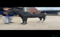 Friesian horses for sale: Gorgeous Friesian x Irish Draft  - Image 3