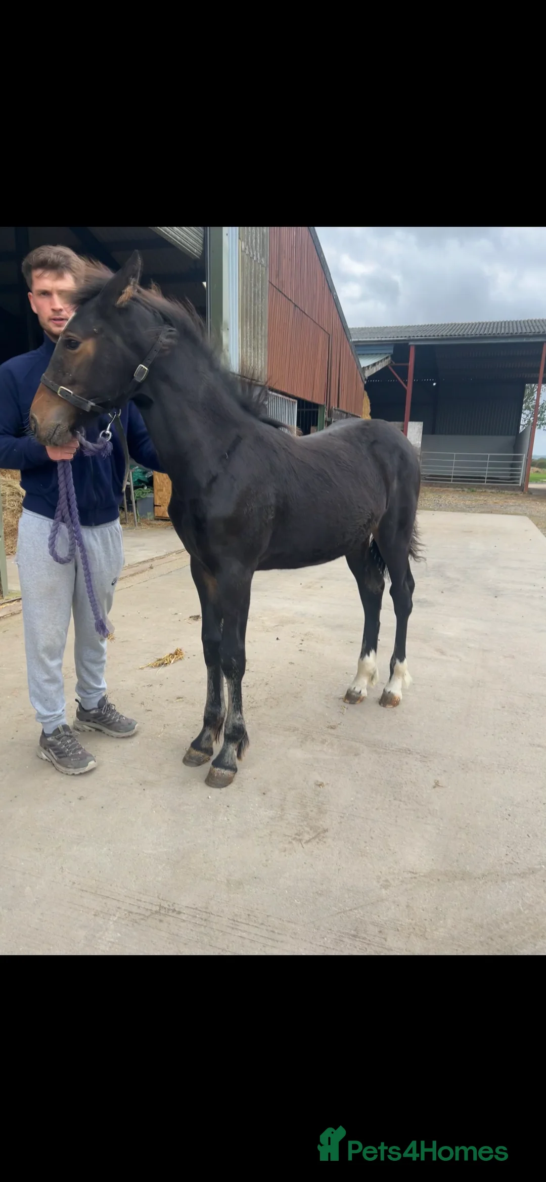 Friesian horses for sale: A Very Special Friesian x Irish Draught  - Advert 5
