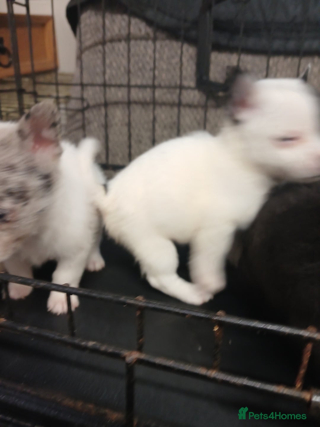 Mixed Breed dogs for sale: Pomeranian cross puppies ready now - Image 14