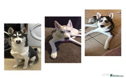 Siberian Husky dogs for sale: 3 huskies aged 6 months needing homes! - Image 1