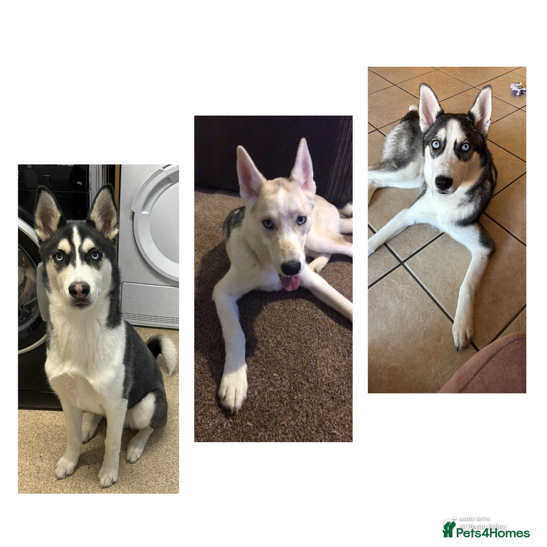 Siberian Husky dogs for sale: 3 huskies aged 6 months needing homes! - Image 1