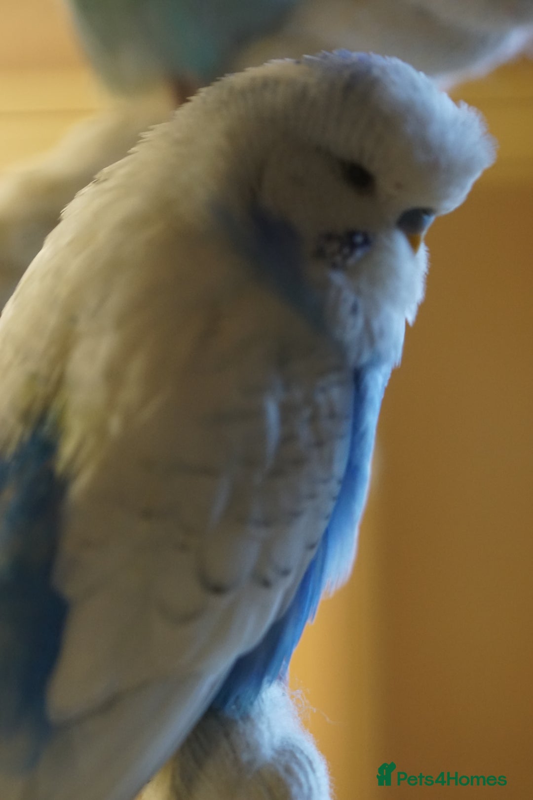 Budgerigars birds for sale: Budgies  - Advert 13