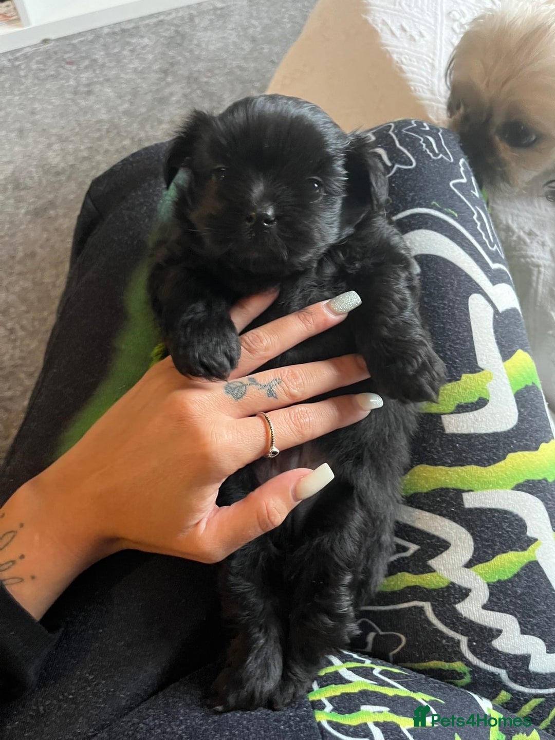 Shih Tzu dogs for sale: Bear 🐻  - Image 11