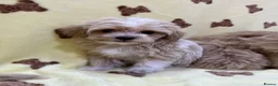 Maltipoo dogs for sale: 🐶5 Maltipoo puppies F1🐾 in Upminster - Advert 7