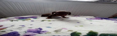 Dachshund 3