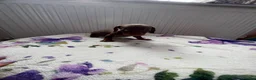 Dachshund dogs for sale: Dachshund  - Advert 5