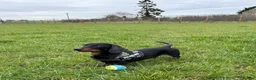 Miniature Dachshund dogs for stud: RIO — Proven Miniature Smooth Haired Dach Stud - Advert 5