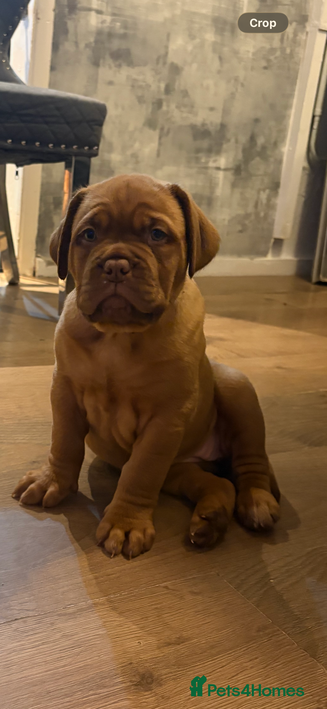 Dogue De Bordeaux dogs Stunning little of Dogue De Bordeaux puppies  - Advert 13