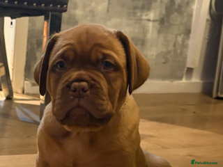Dogue De Bordeaux dogs Stunning little of Dogue De Bordeaux puppies - Advert 13