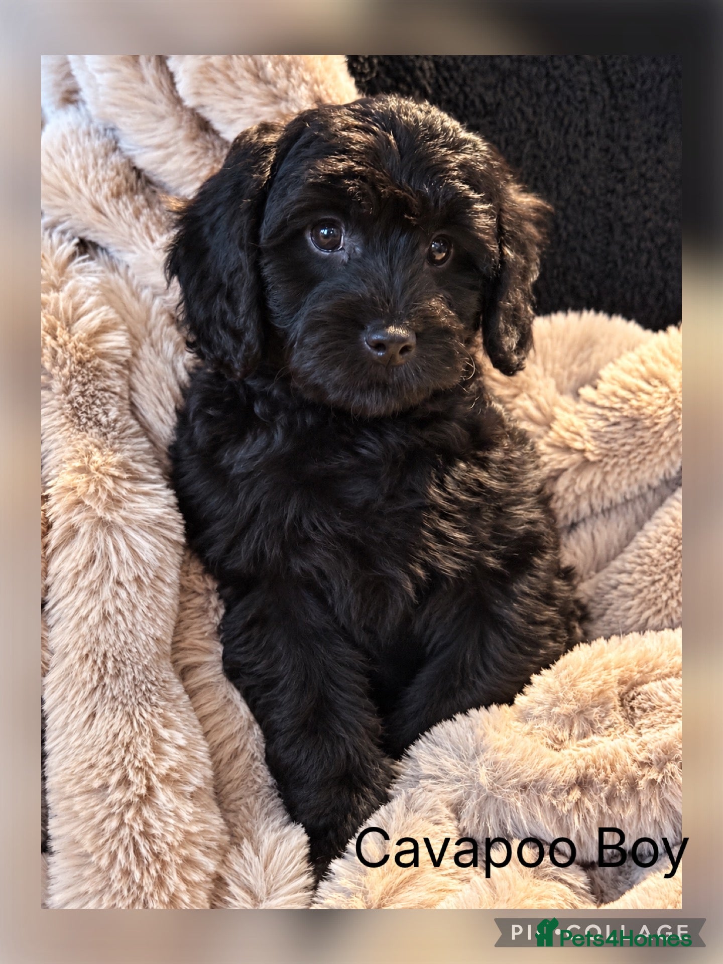 Cavapoo dogs for sale: Stunning Black  F1 Cavapoo boy ready now - Advert 1