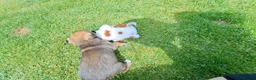 Border Terrier dogs for sale:  Border terrier puppies  in Gravesend - Advert 6