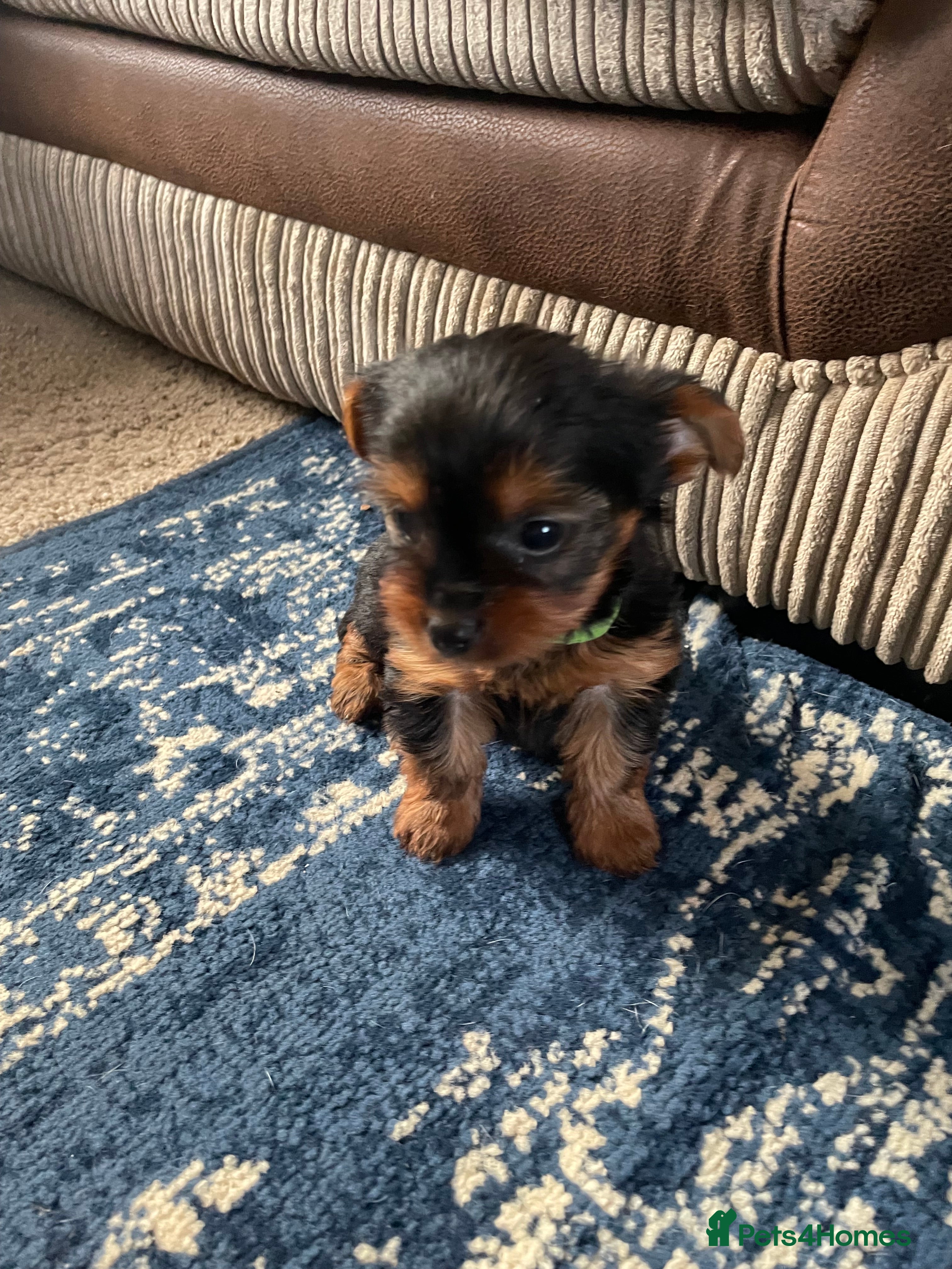 Yorkshire Terrier dogs Yorkshire terrier 1 girl left ready to go  - Advert 17