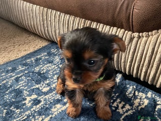 Yorkshire Terrier dogs Yorkshire terrier 1 girl left ready to go - Advert 17