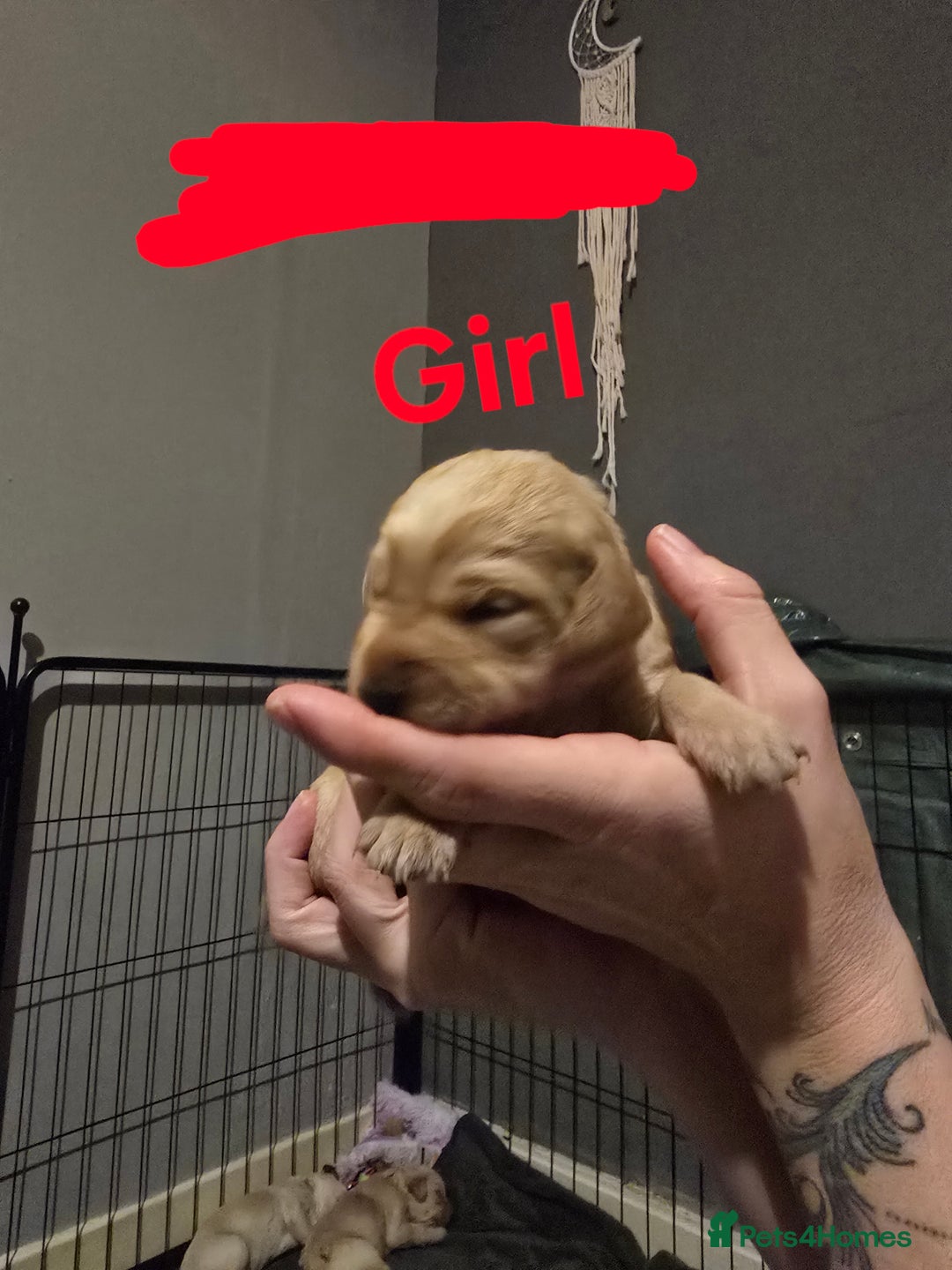 Goldendoodle dogs for sale: Labradoodles puppies - Advert 2