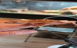 Gecko reptiles for sale: Baby crested gecko - Image 1