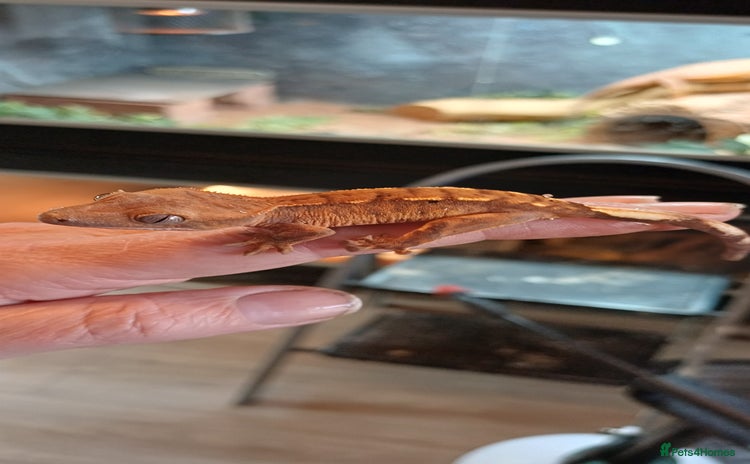 Gecko reptiles - Advert 1