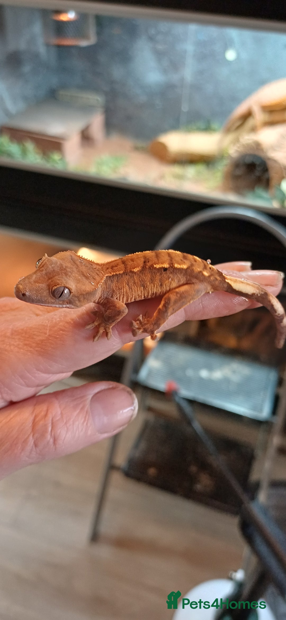 Gecko reptiles for sale: Baby crested gecko - Image 1