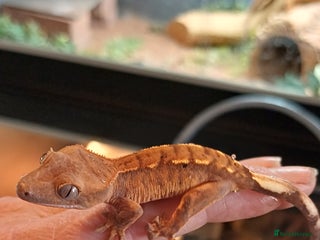 Gecko reptiles - Advert 6