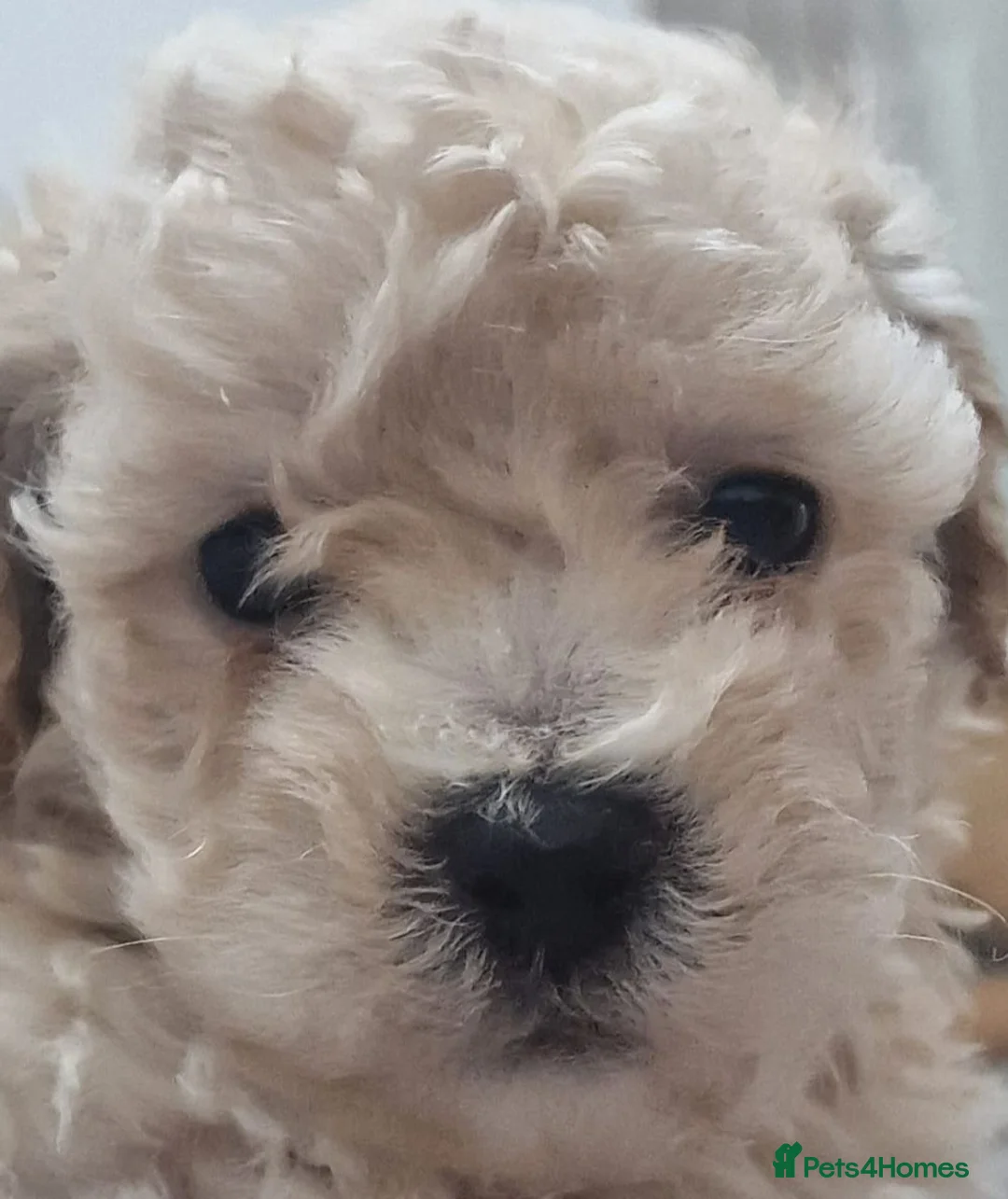 Maltipoo dogs for sale: Beautiful teddy bear maltipoos in Southampton - Advert 13