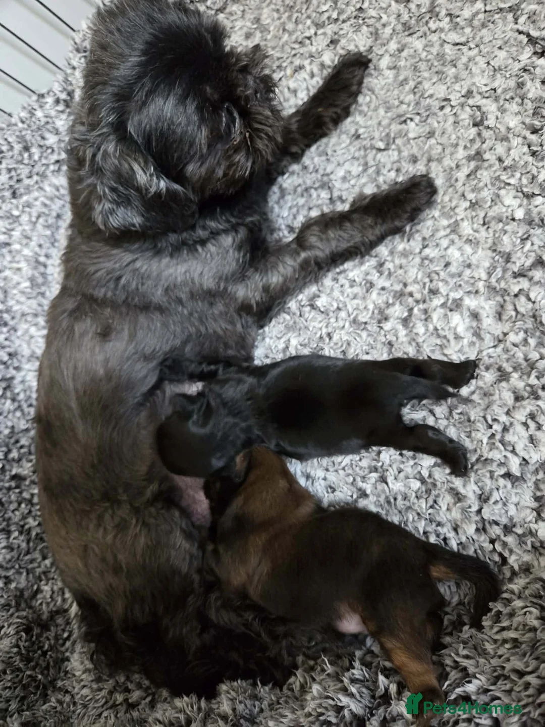 Shih Tzu dogs for sale: Beautiful shih tzu in Barnsley - Advert 2