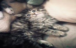 British Longhair cats for sale: British Longhair kittens mix - Advert 10