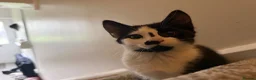 Mixed Breed cats for sale: male kitten needing rehome pls read description - Advert 7
