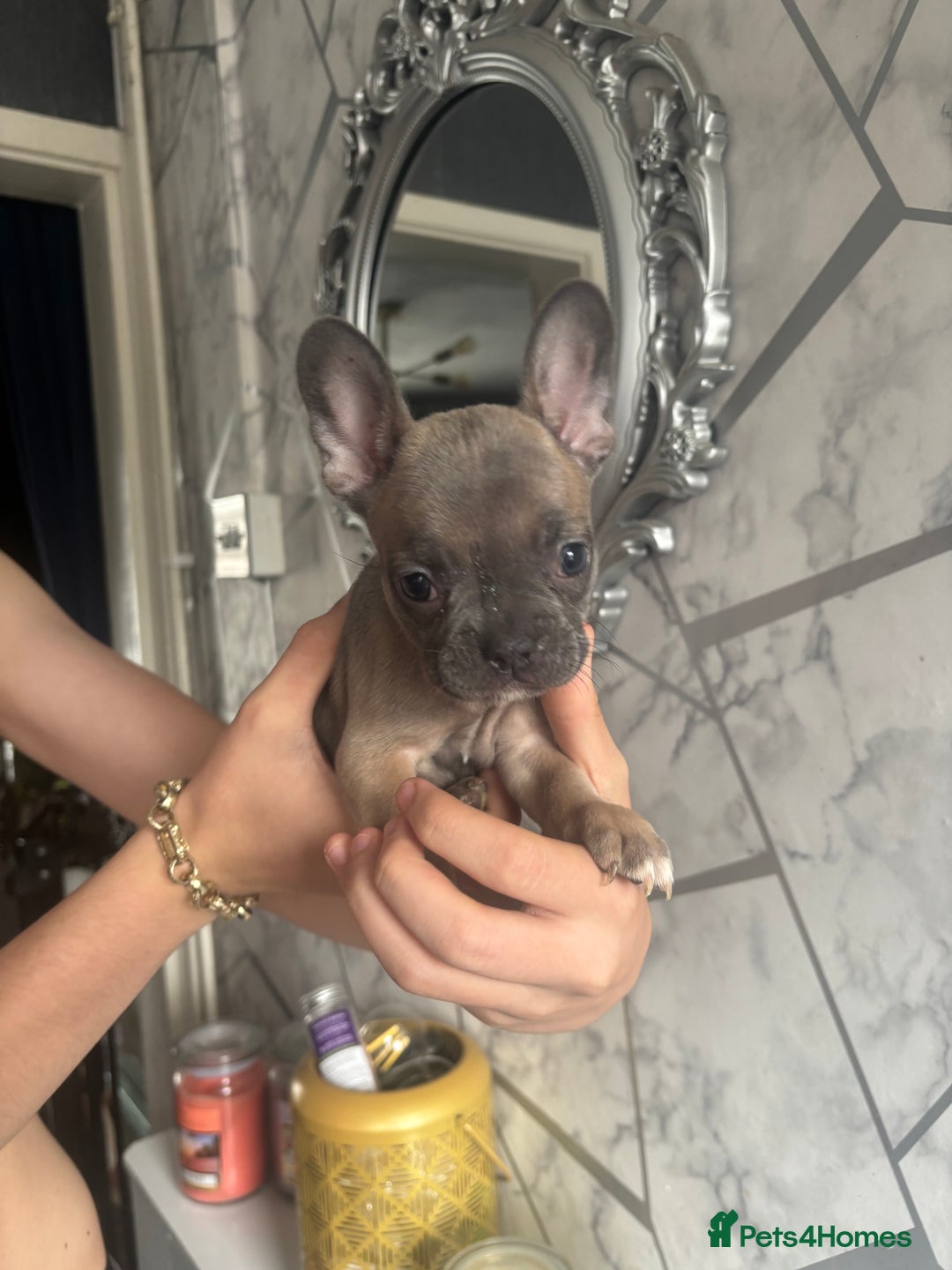 French Bulldog dogs for sale: French bulldog puppies 3 boys 2 girls  - Image 6