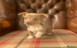 Jack Russell dogs for sale: Fantastic litter of miniature jr rare  colours  - Image 9