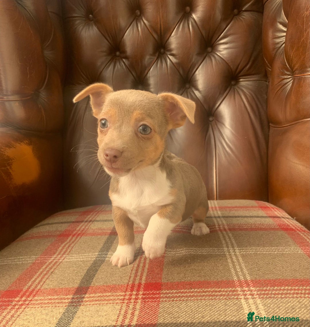 Jack Russell dogs for sale: Fantastic litter of miniature jr rare  colours  - Image 9
