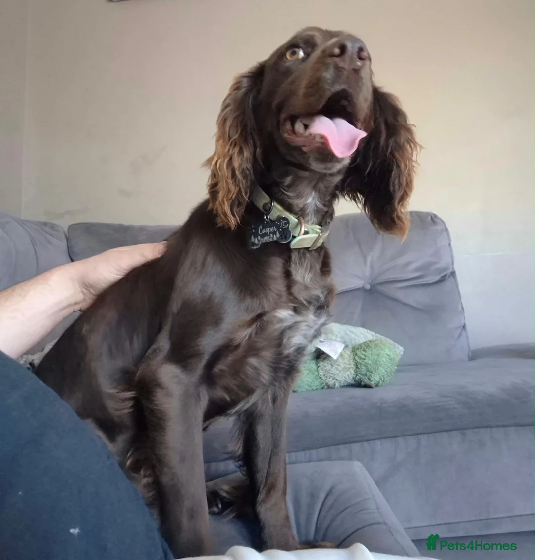 Cocker Spaniel dogs for stud: Male Cocker Spaniel for Stud  in Hartlepool - Advert 7