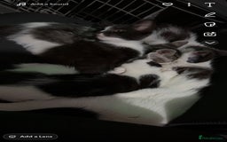 Mixed Breed cats for sale: Adorable Kittens  - Image 6